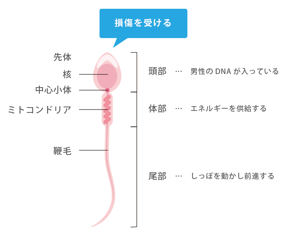 生理はなるべく止めたほうがいい」産婦人科医が語る、男も知らなきゃマズイ「生理」の基礎知識 - ライフ・文化