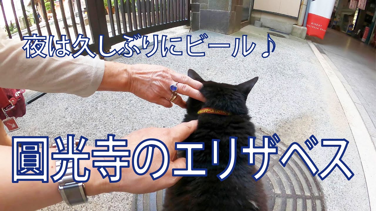 診療のご案内｜ほんだ動物病院｜愛媛県松山市余戸西の動物病院