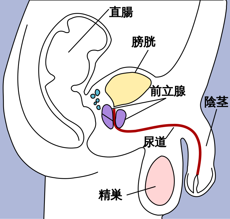 左曲がりや右曲がりのペニスをまっすぐに戻す方法