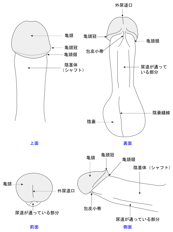 陰茎（ペニス）が小さくなる原因と対策を解説【医師監修】 | 新橋ファーストクリニック【公式】