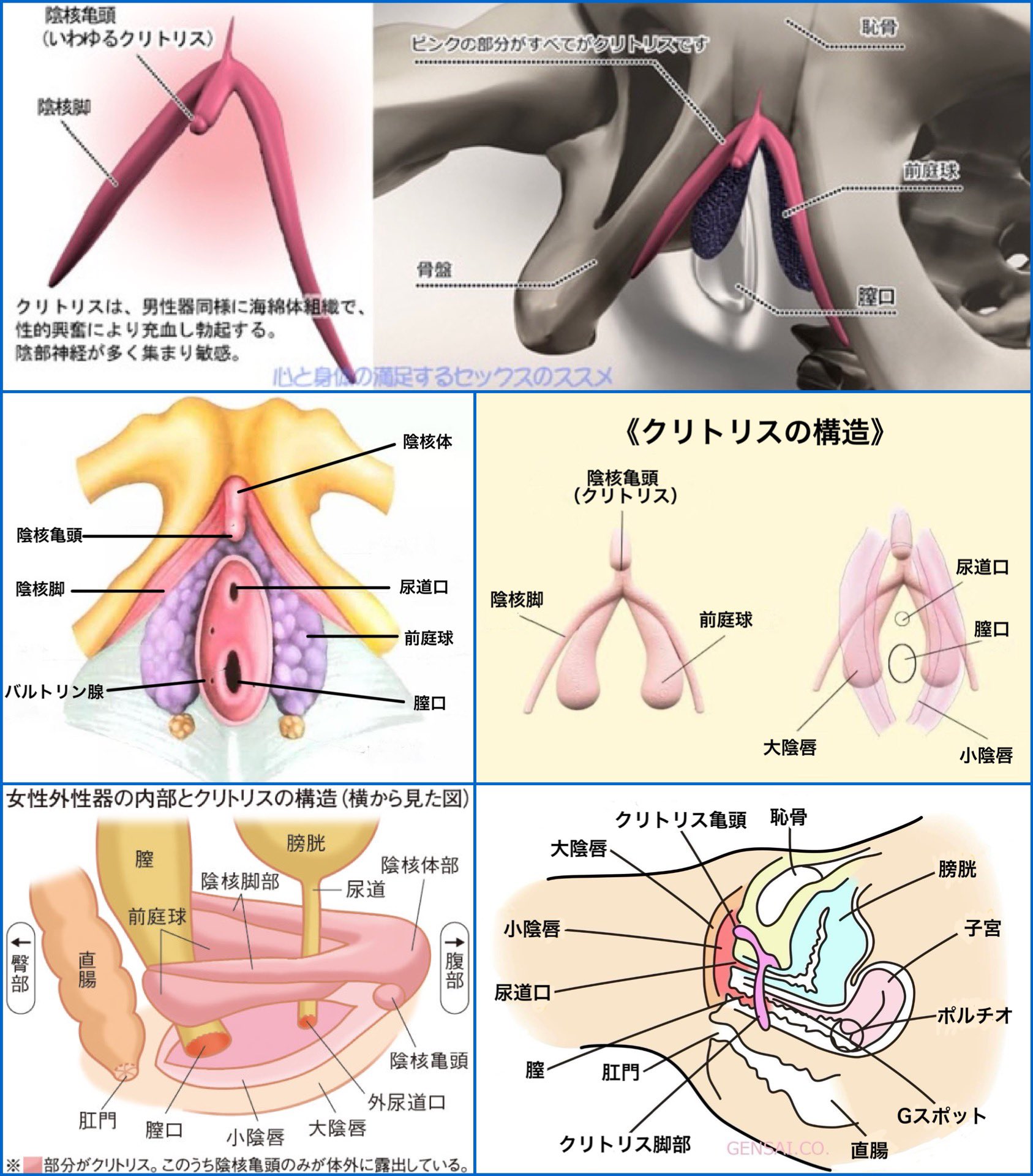 楽天市場】PiuQiuPiaQia 据置型 3KG リアル感2穴素股