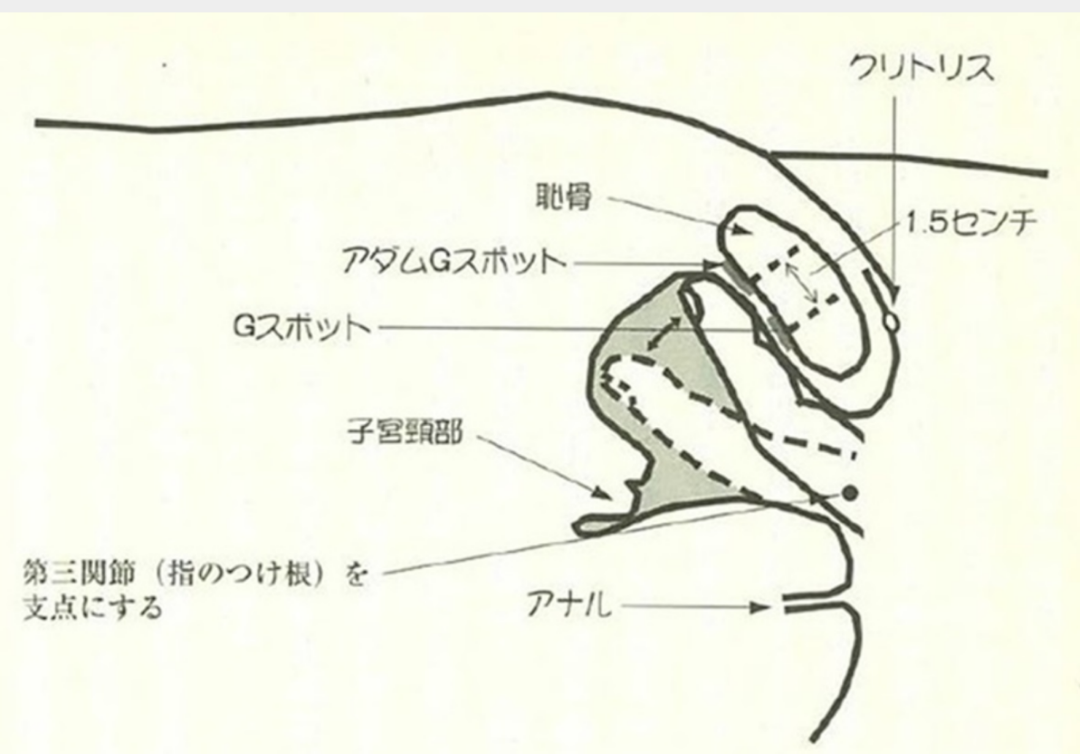 Gスポット開発とは？場所と位置の見つけ方 - 夜の保健室