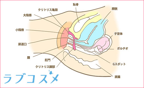 クリトリス構造をAV女優と一緒に医学的観点から解説 – メンズ形成外科 | 青山セレス&船橋中央クリニック