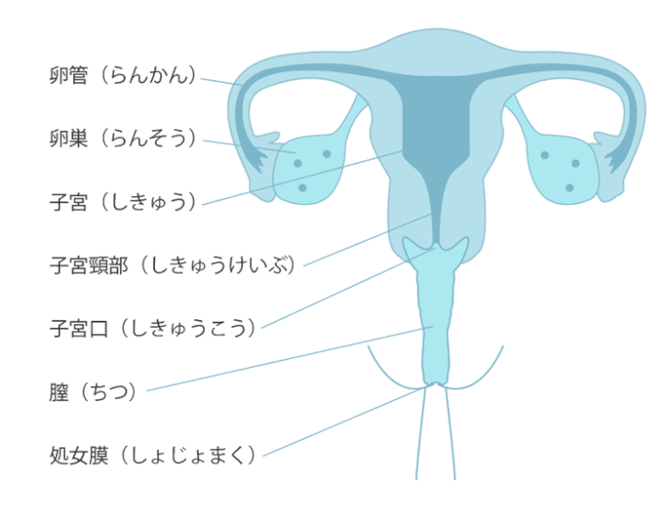 女性器形成術でSEX感度を高めたい/千葉 横浜のサンライズ美容外科