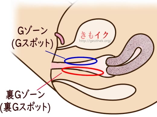 Gスポット」とは？産婦人科専門医の丹羽咲江医師が徹底解説。 | 腟ペディア（チツペディア）