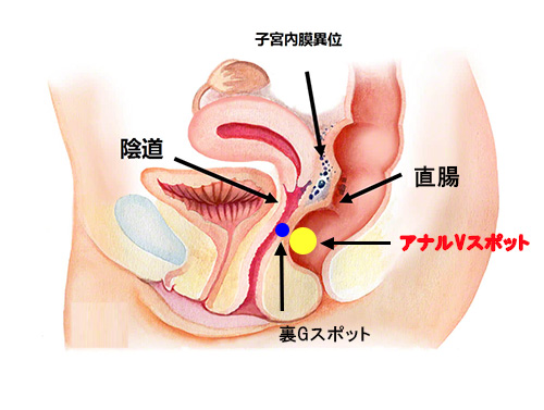 神秘の性感帯・アナルVスポットの探し方と責め方を解説 | シンデレラグループ公式サイト